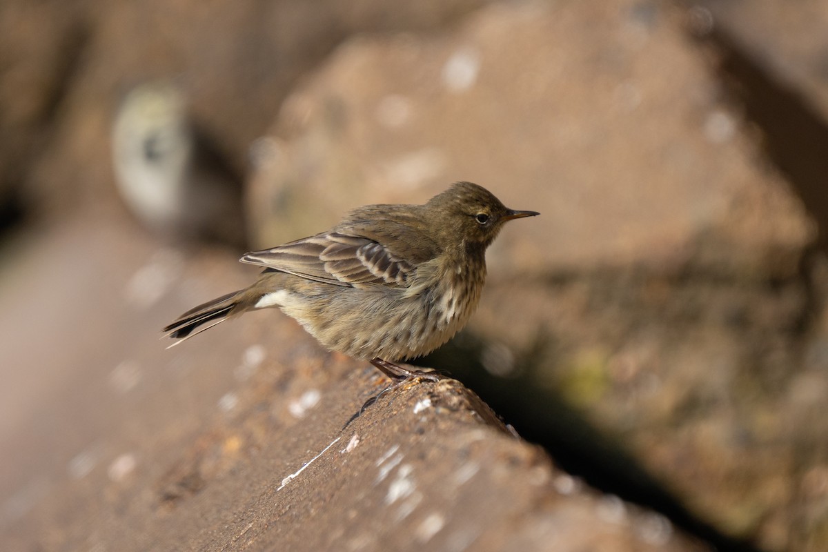 Rock Pipit - ML643557188