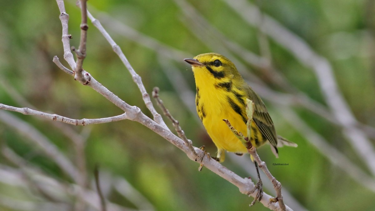 Prairie Warbler - ML643557194