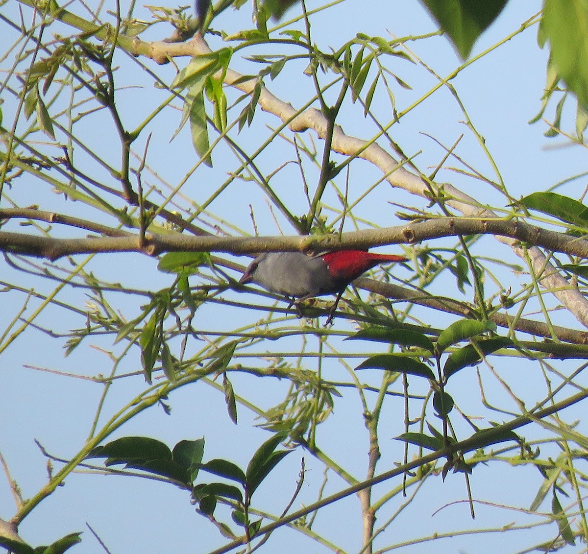 Lavender Waxbill - ML643557201