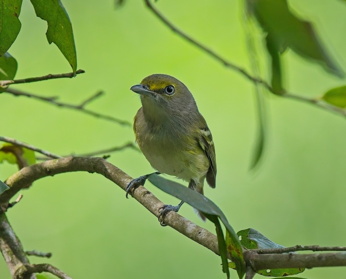 hvitøyevireo - ML643557203
