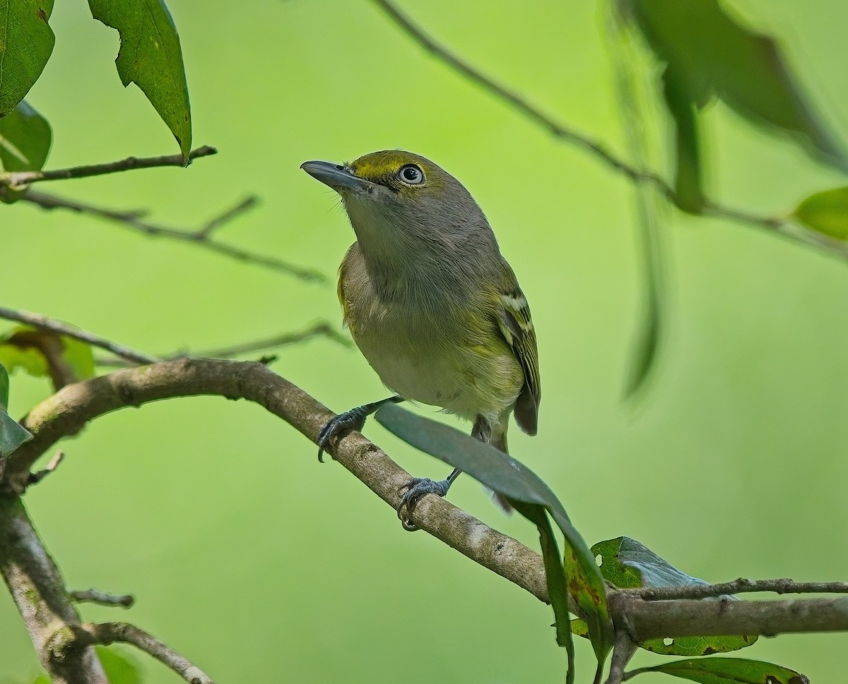 hvitøyevireo - ML643557204
