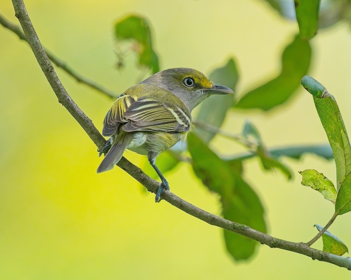hvitøyevireo - ML643557205