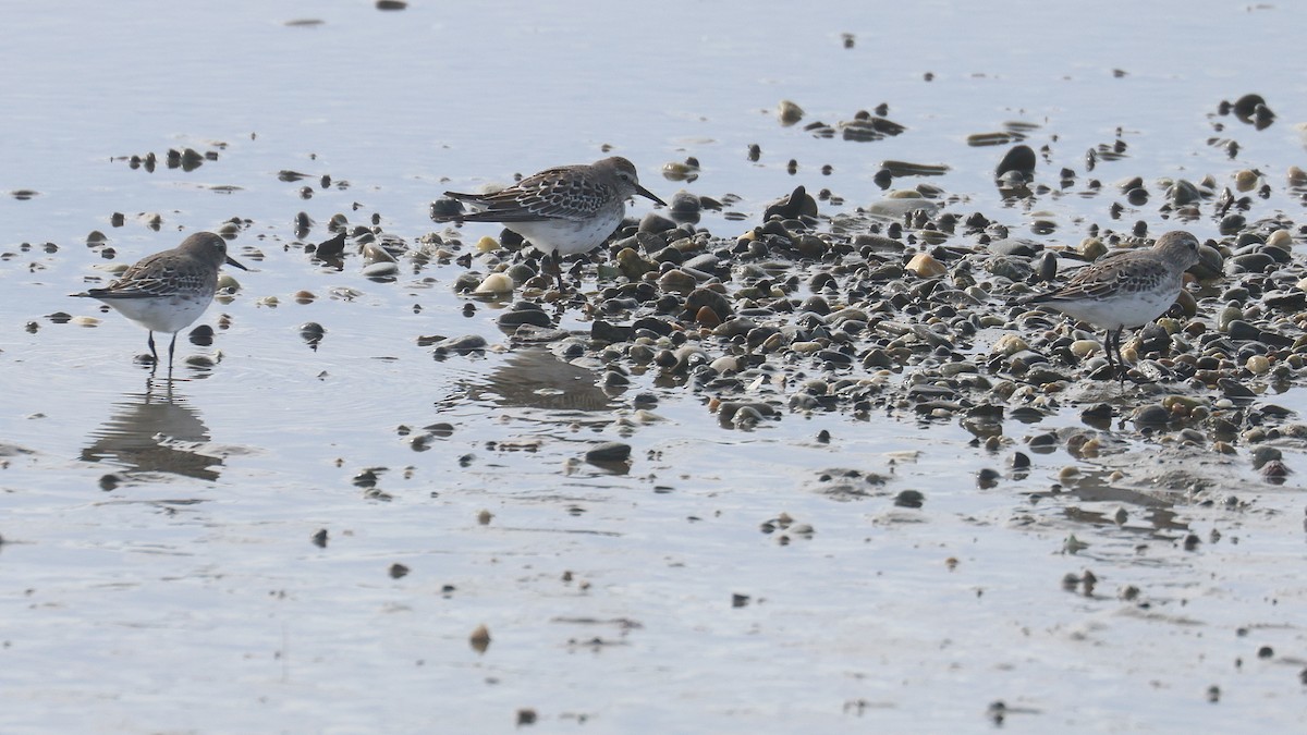 White-rumped Sandpiper - ML643557207