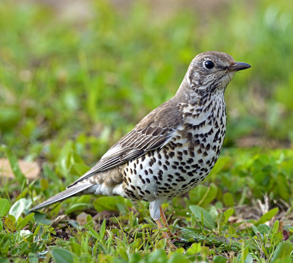 Mistle Thrush - ML64355721