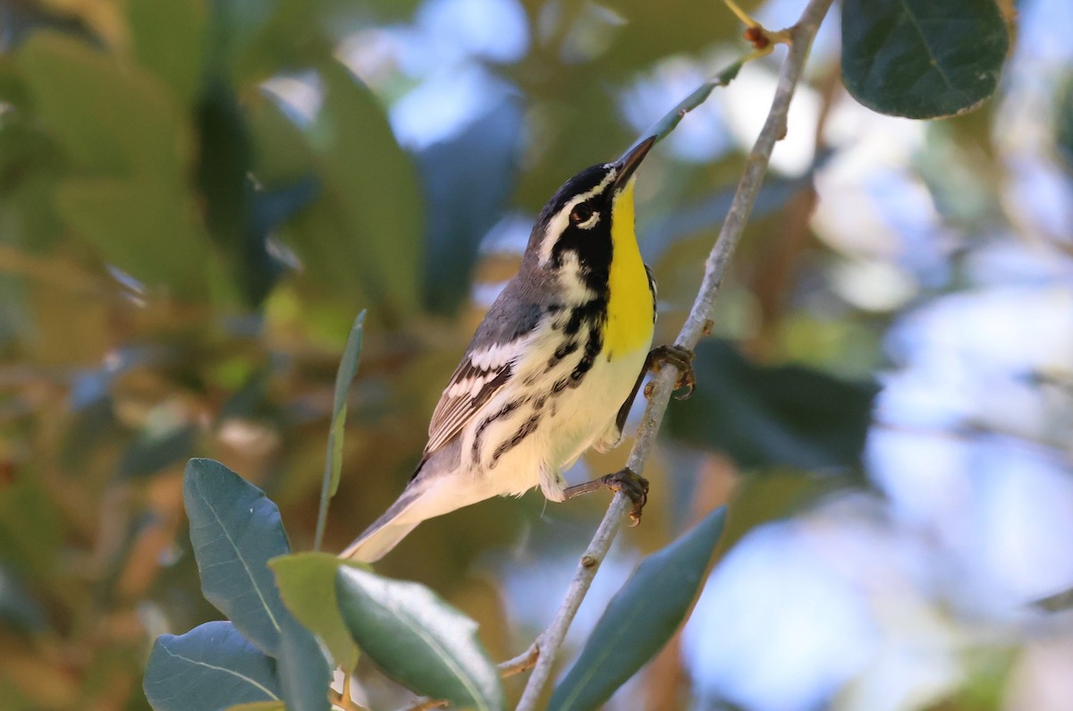 Goldkehl-Waldsänger - ML643557225