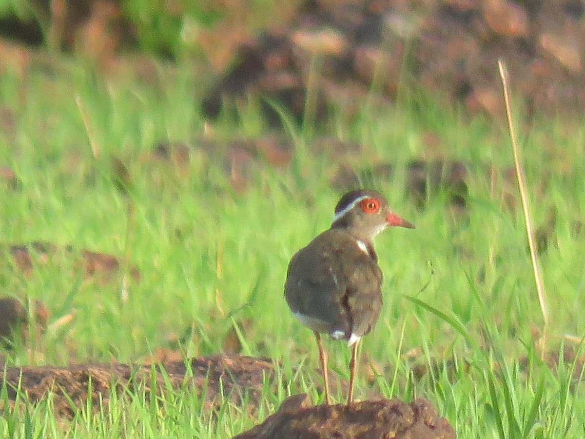 ニシミスジチドリ - ML643557230