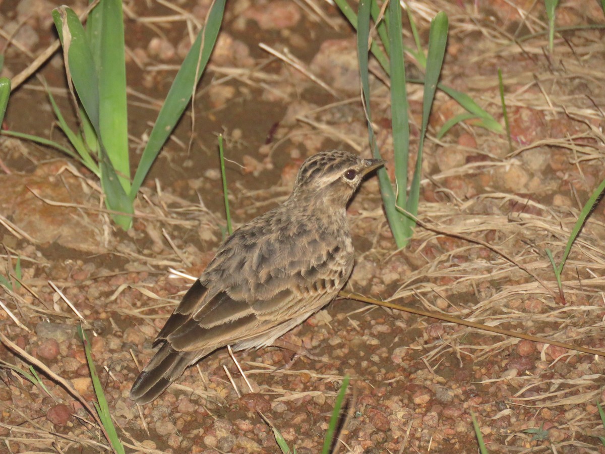 Sun Lark - ML643557237