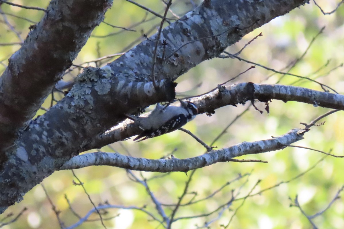 Downy Woodpecker - ML643557239