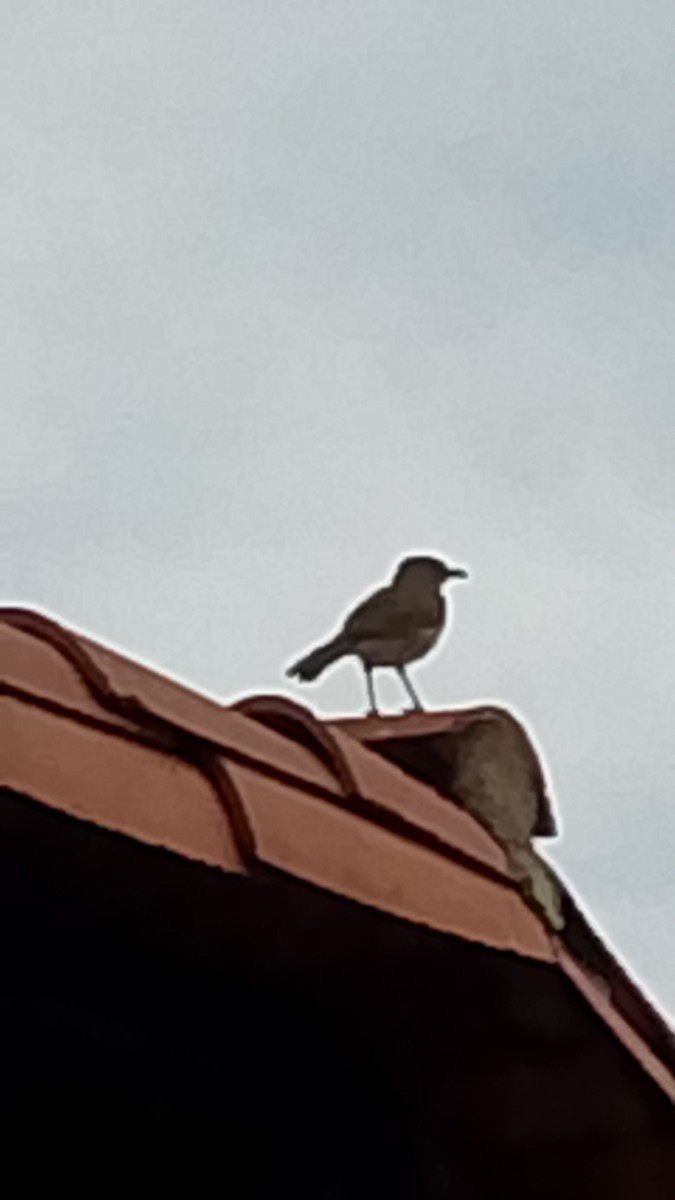 Pale-breasted Thrush - ML643557240