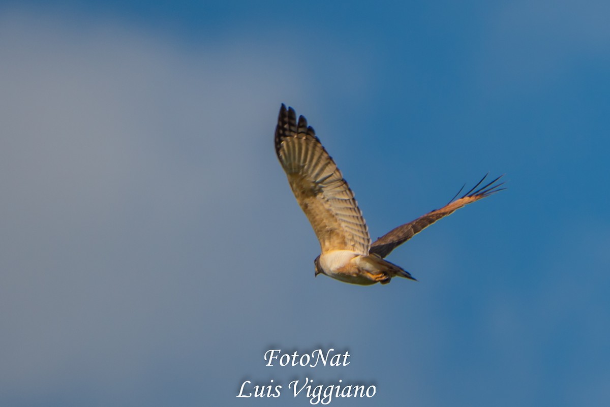 Roadside Hawk - ML643557241