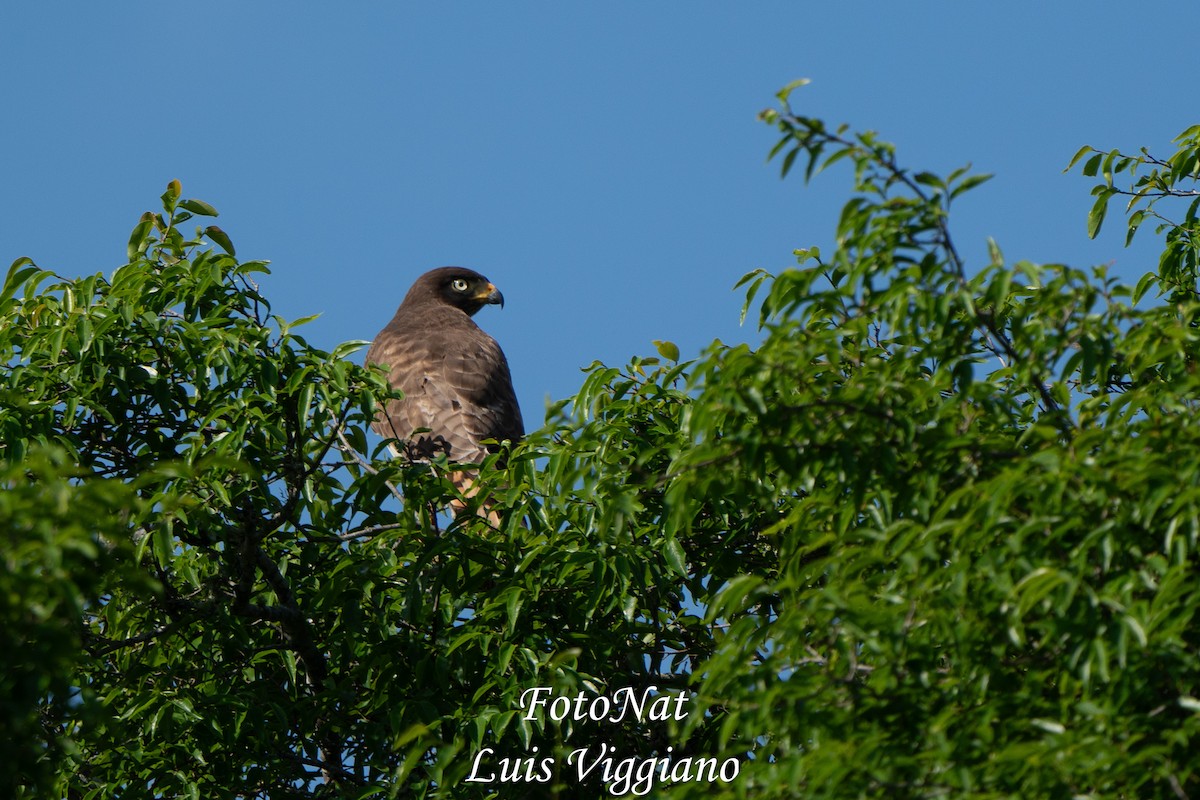Roadside Hawk - ML643557242