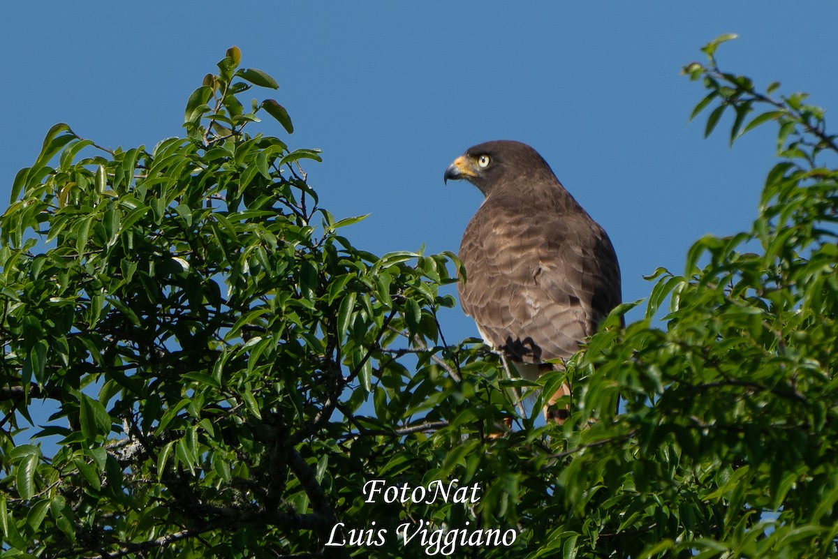 Roadside Hawk - ML643557243