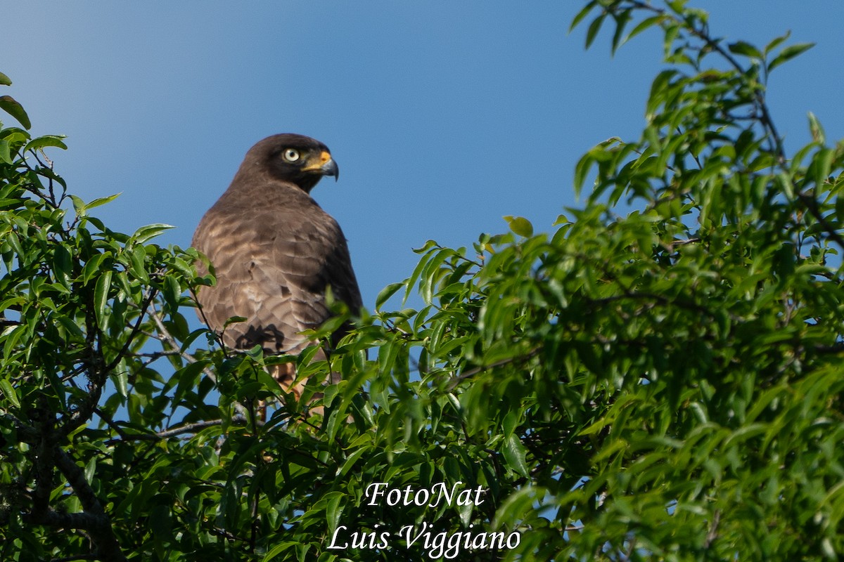 Roadside Hawk - ML643557244