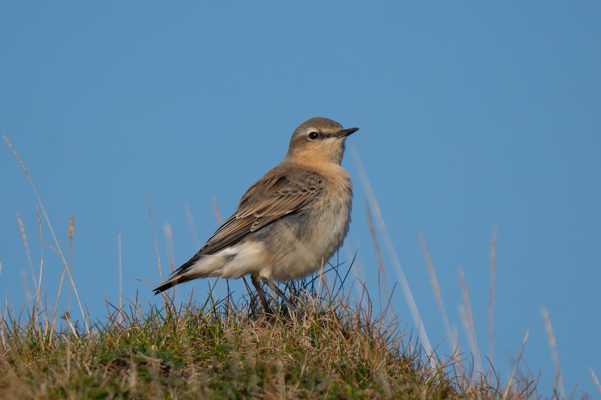 Northern Wheatear - ML643557250