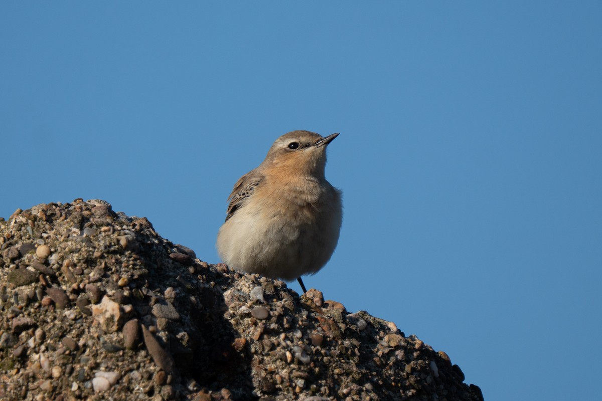 Northern Wheatear - ML643557251