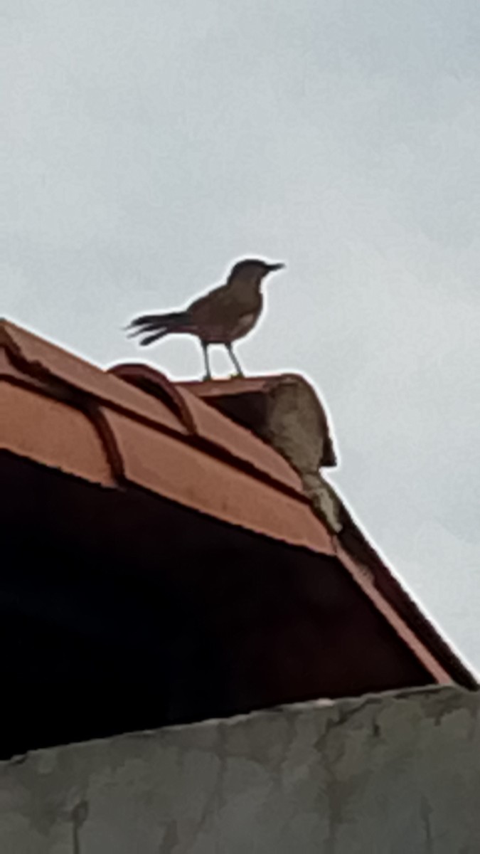 Pale-breasted Thrush - ML643557260