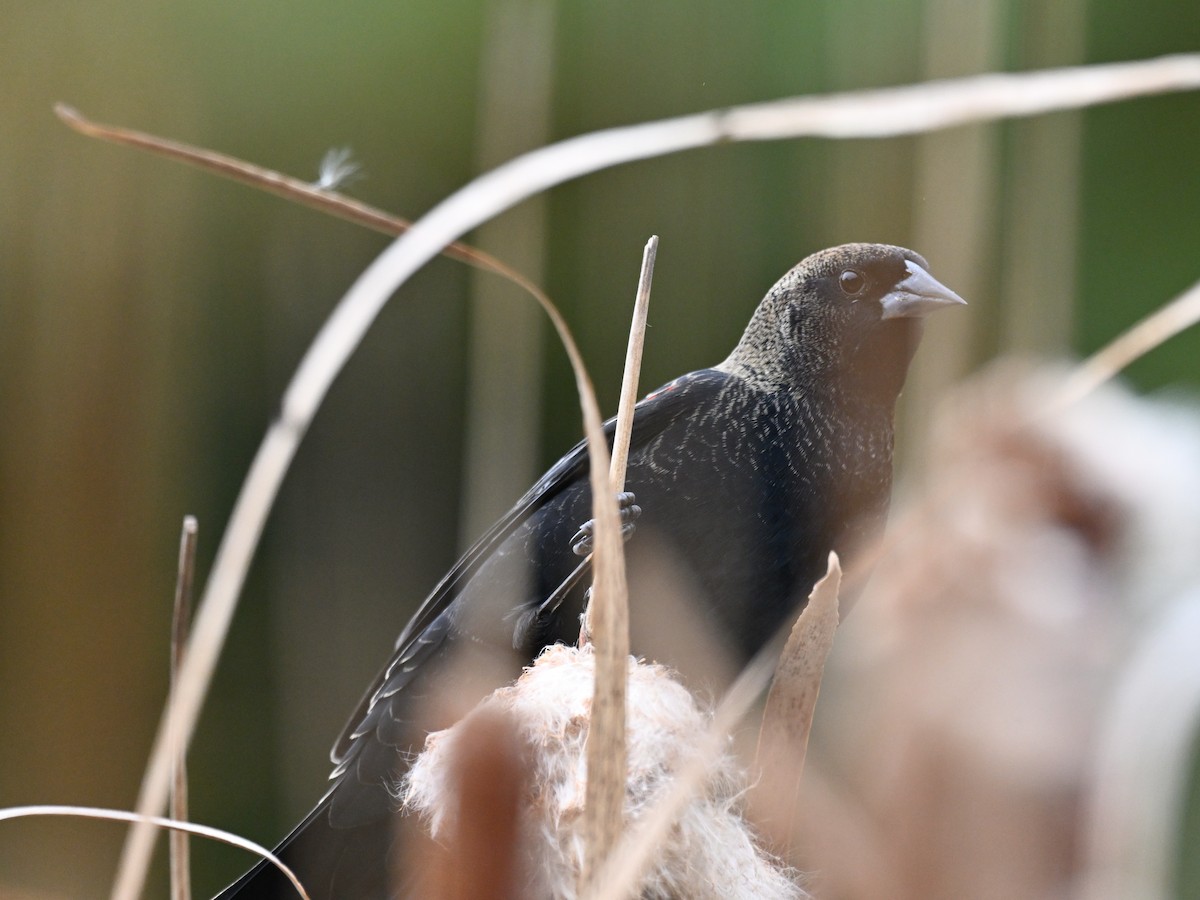 Red-winged Blackbird - ML643557261