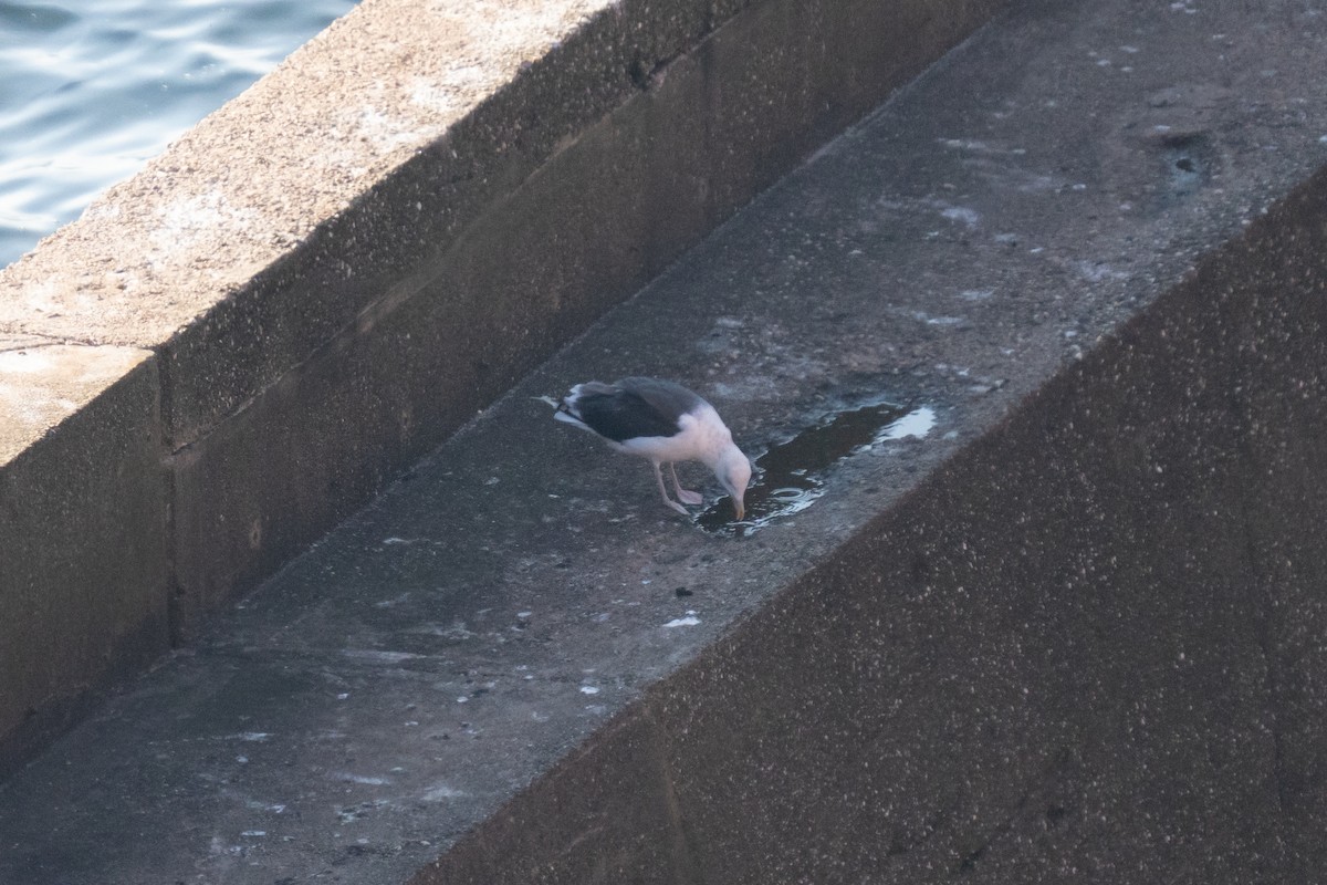 Great Black-backed Gull - ML643557262