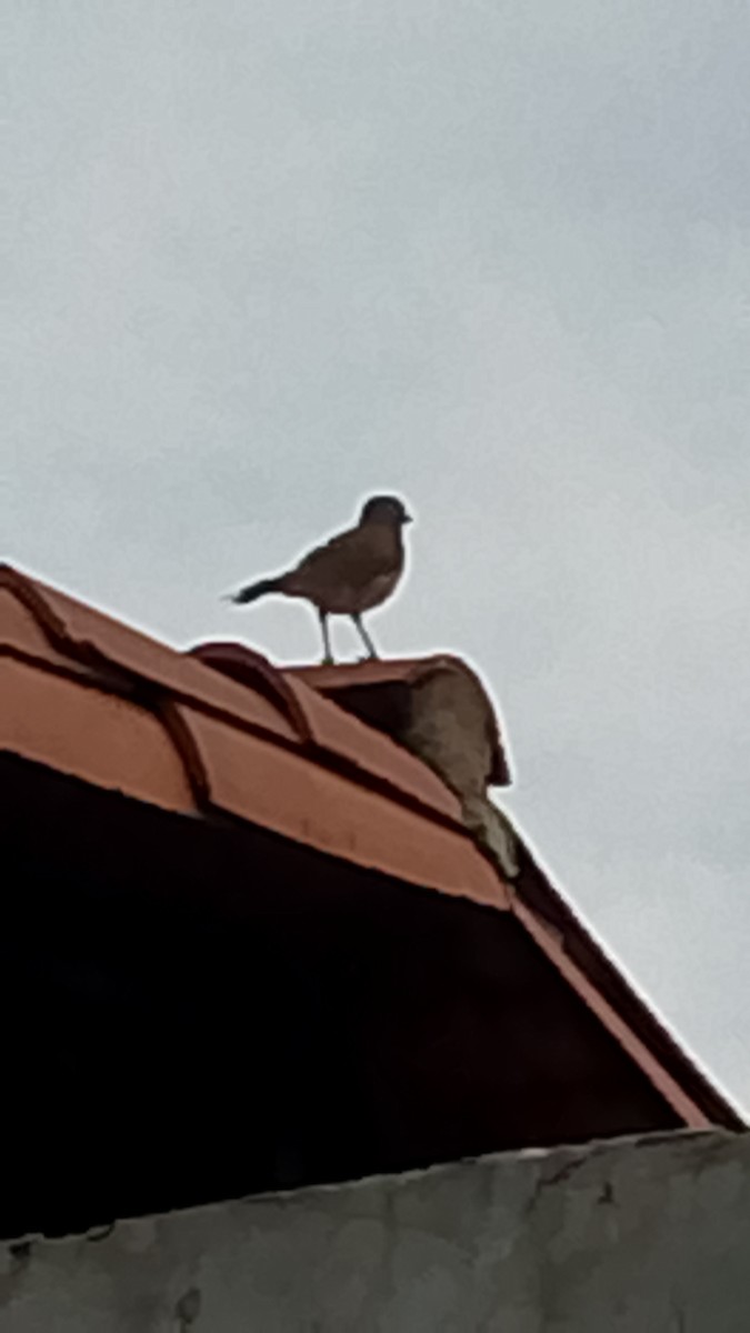 Pale-breasted Thrush - ML643557269