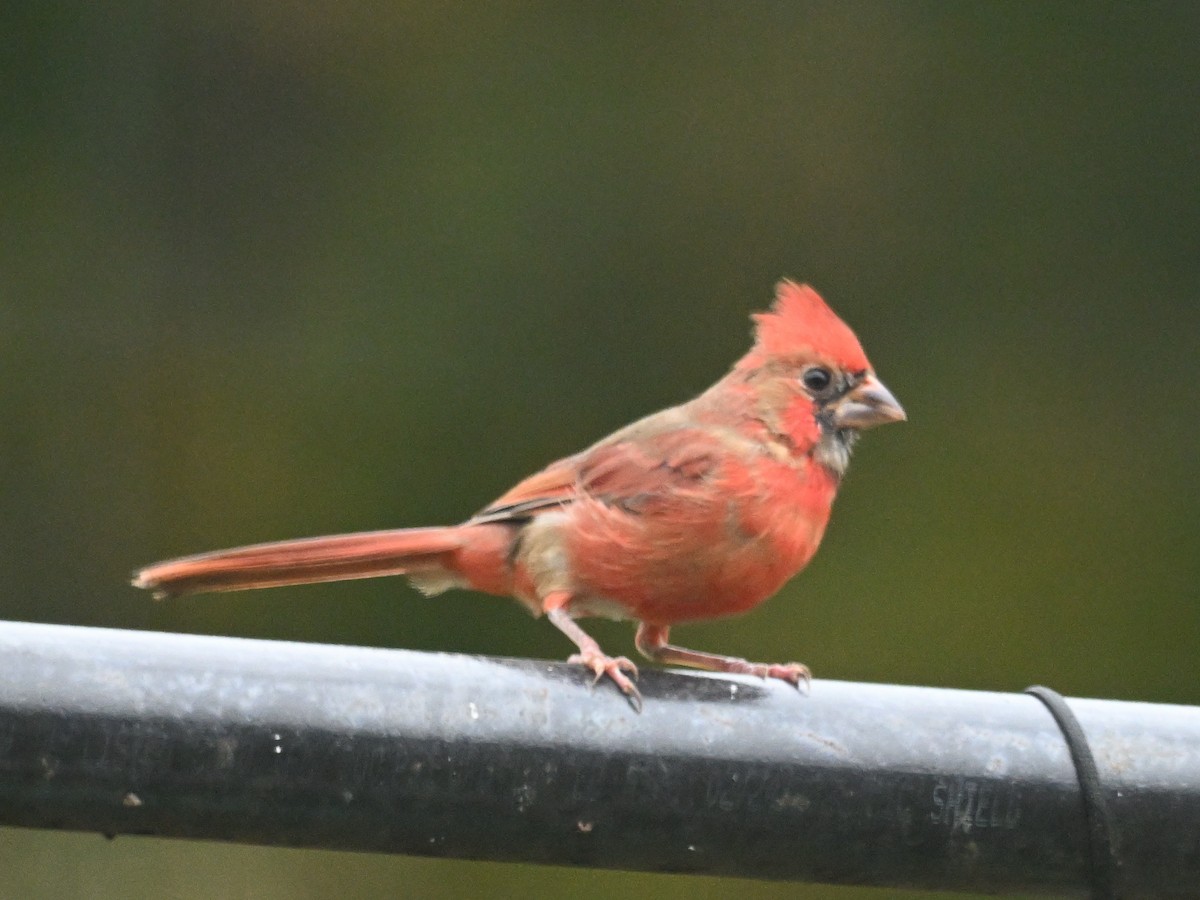 Northern Cardinal - ML643557270