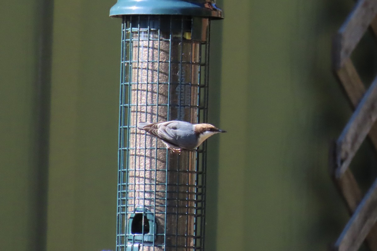 Brown-headed Nuthatch - ML643557315