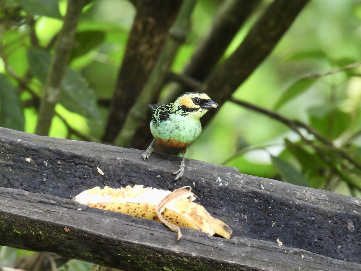 Golden-eared Tanager - ML643557316