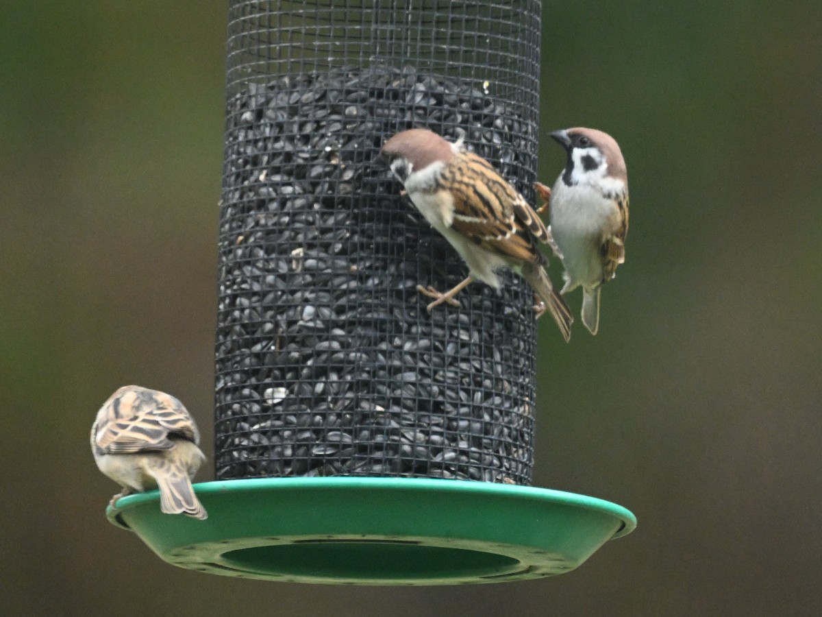 Eurasian Tree Sparrow - ML643557317