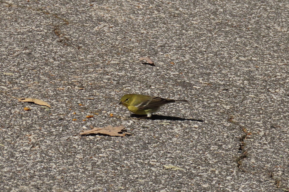 furuparula - ML643557331