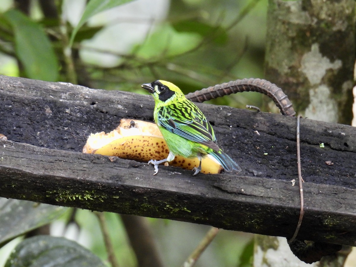 Танагра золотогруда - ML643557347