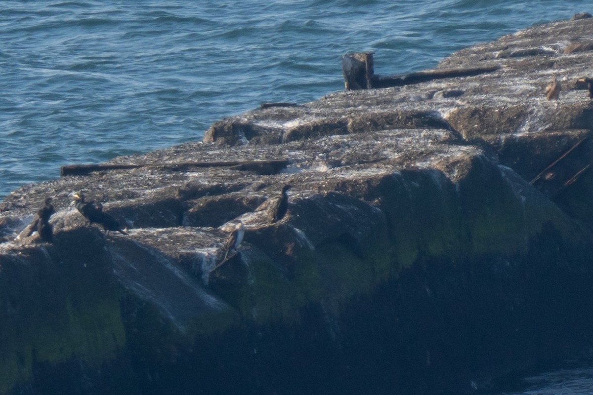 European Shag - ML643557350