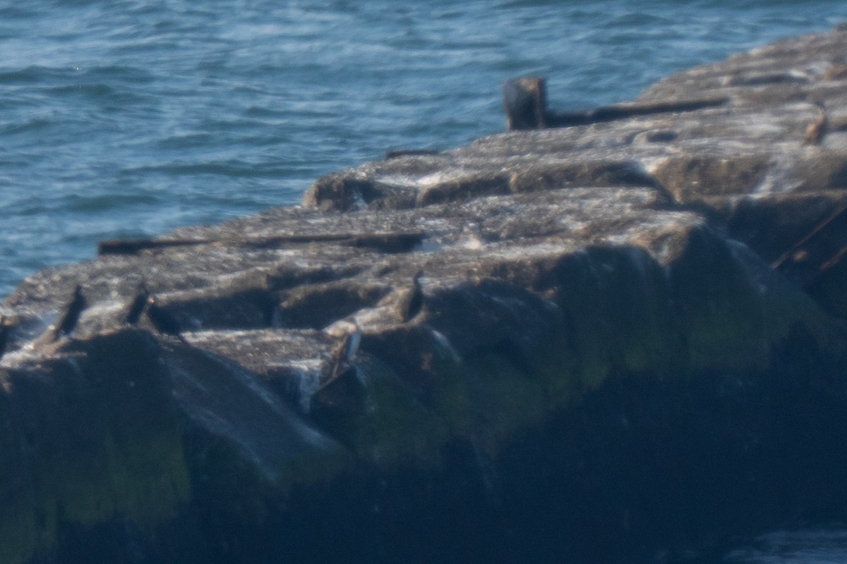 European Shag - ML643557351