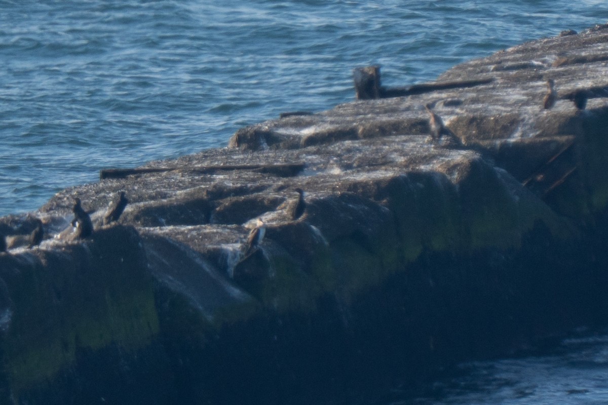 European Shag - ML643557352