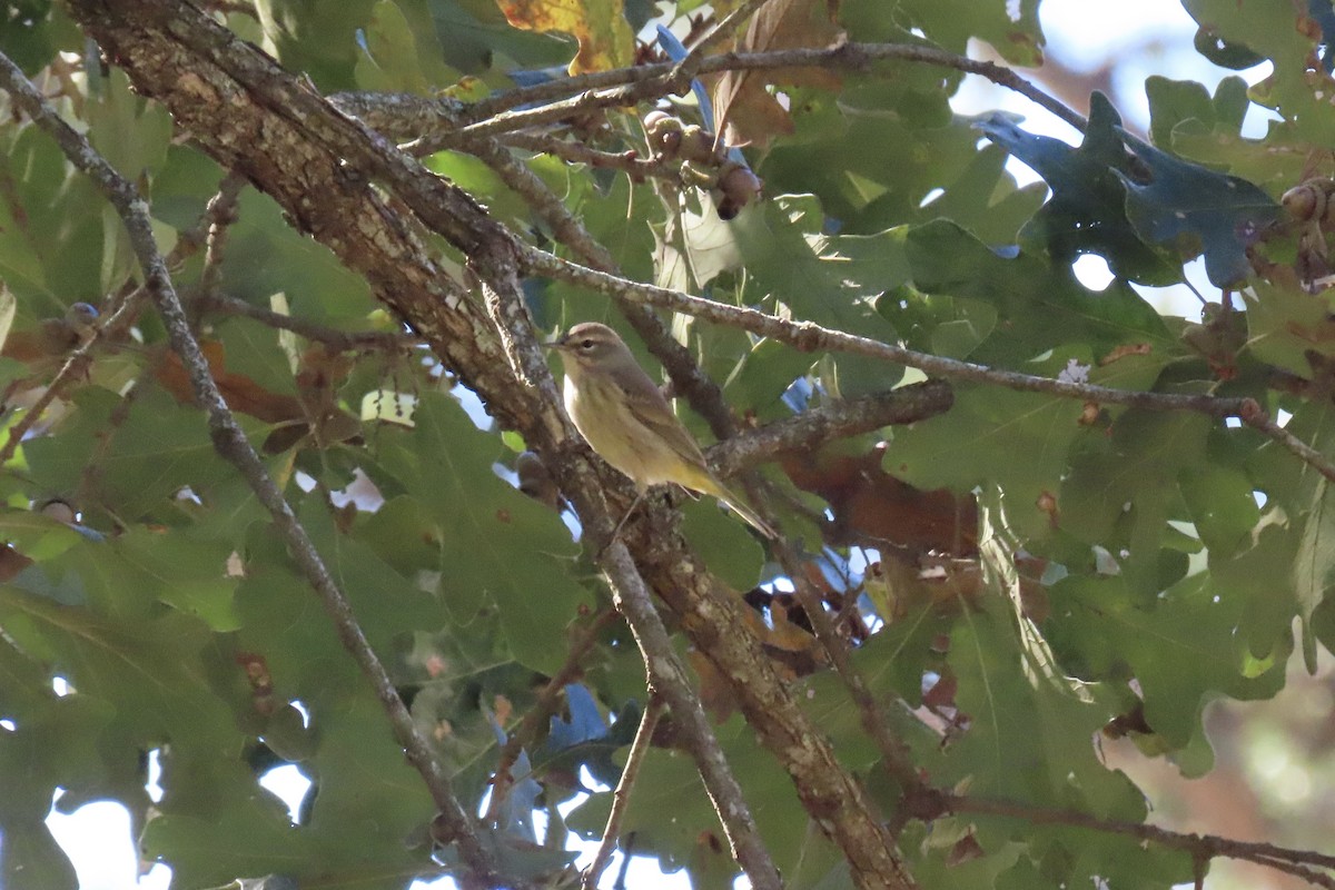 Palm Warbler - ML643557356