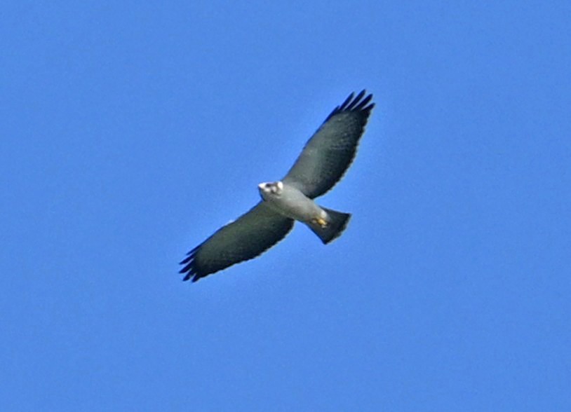 Short-tailed Hawk - ML643557367