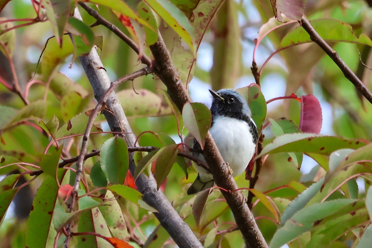 Black-throated Blue Warbler - ML643557381