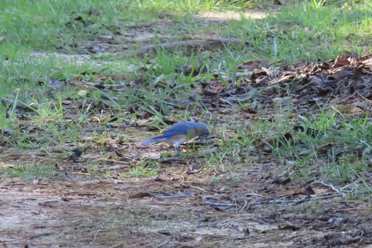 Eastern Bluebird - ML643557386