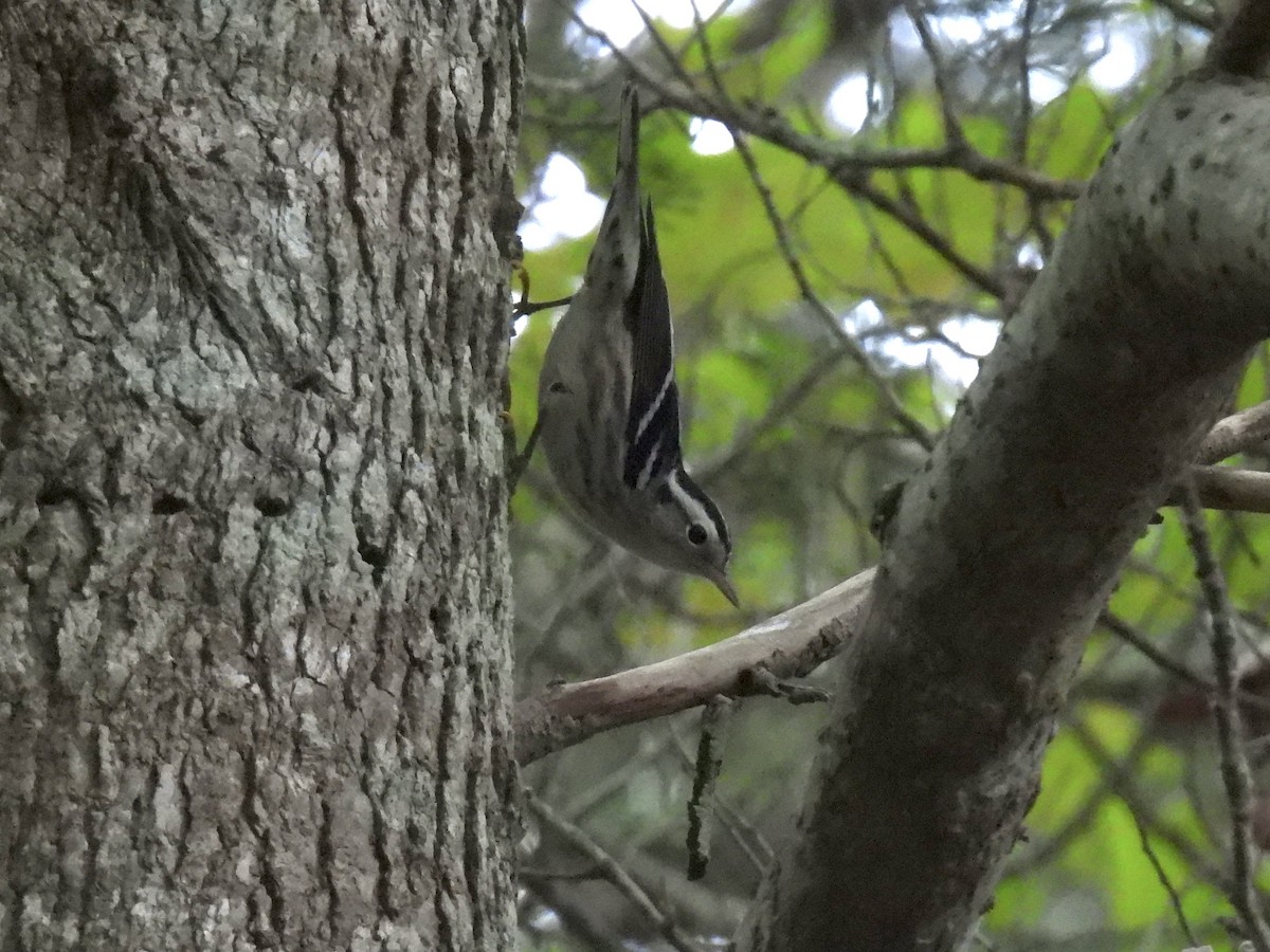 Black-and-white Warbler - ML643557395