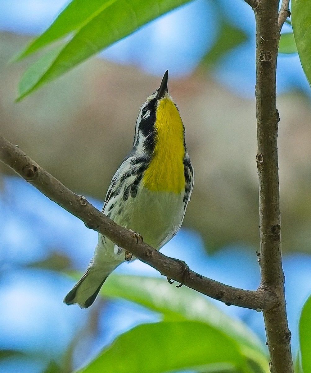 Yellow-throated Warbler - ML643557398