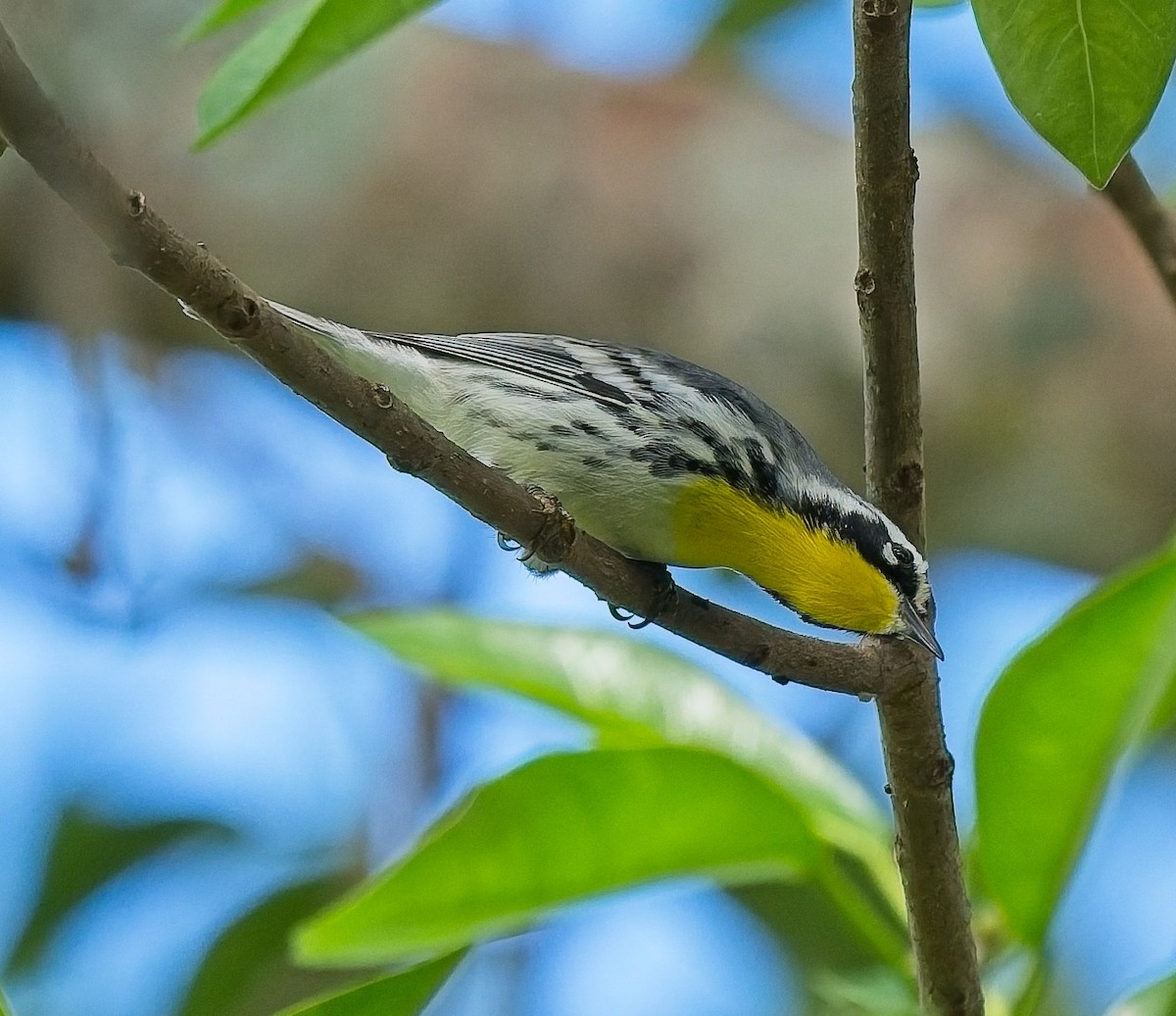 Yellow-throated Warbler - ML643557399