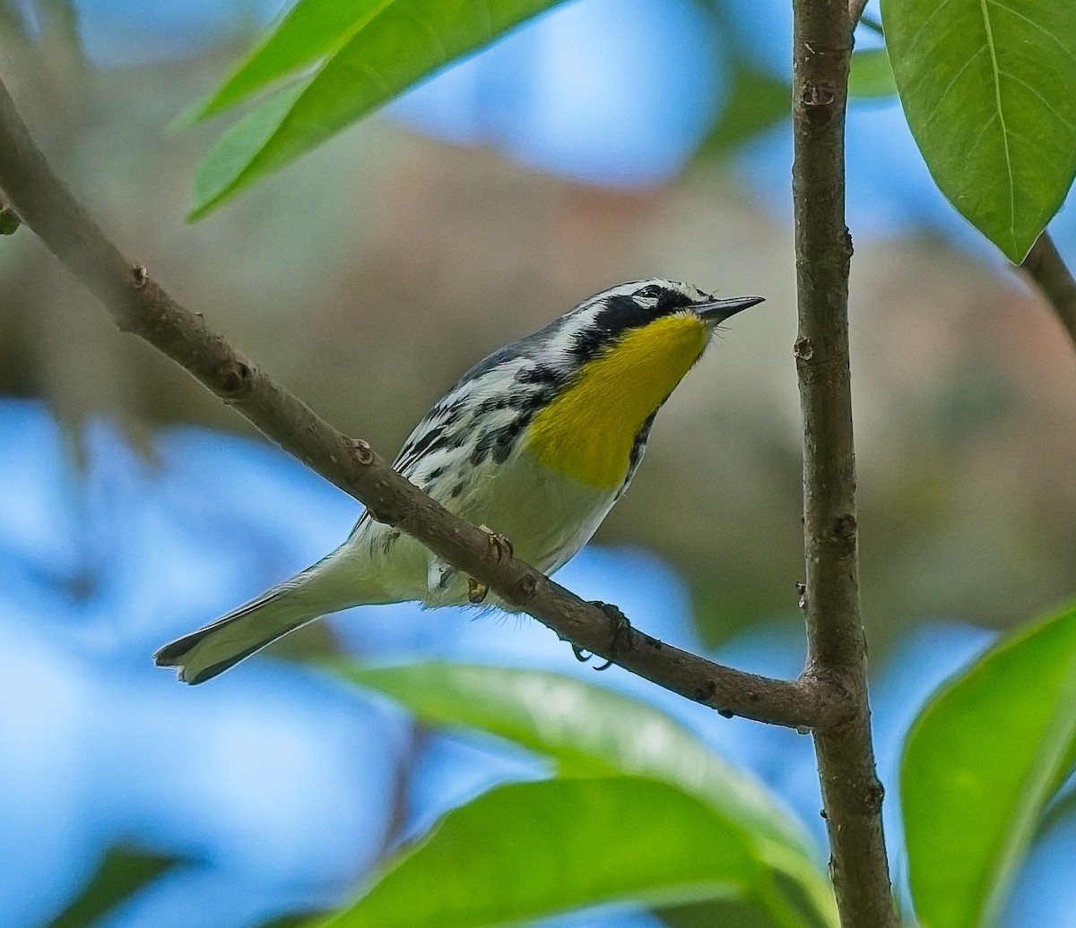 Yellow-throated Warbler - ML643557400