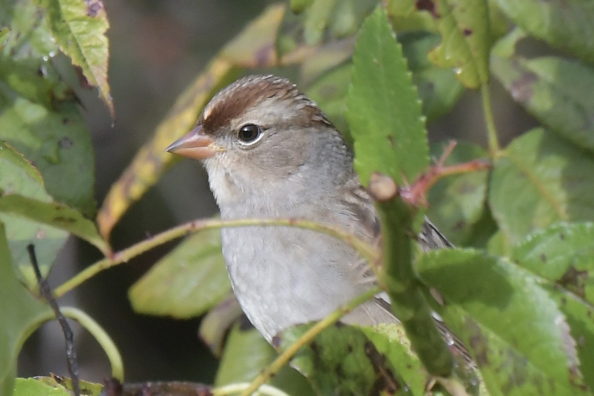 White-crowned Sparrow - ML643557407