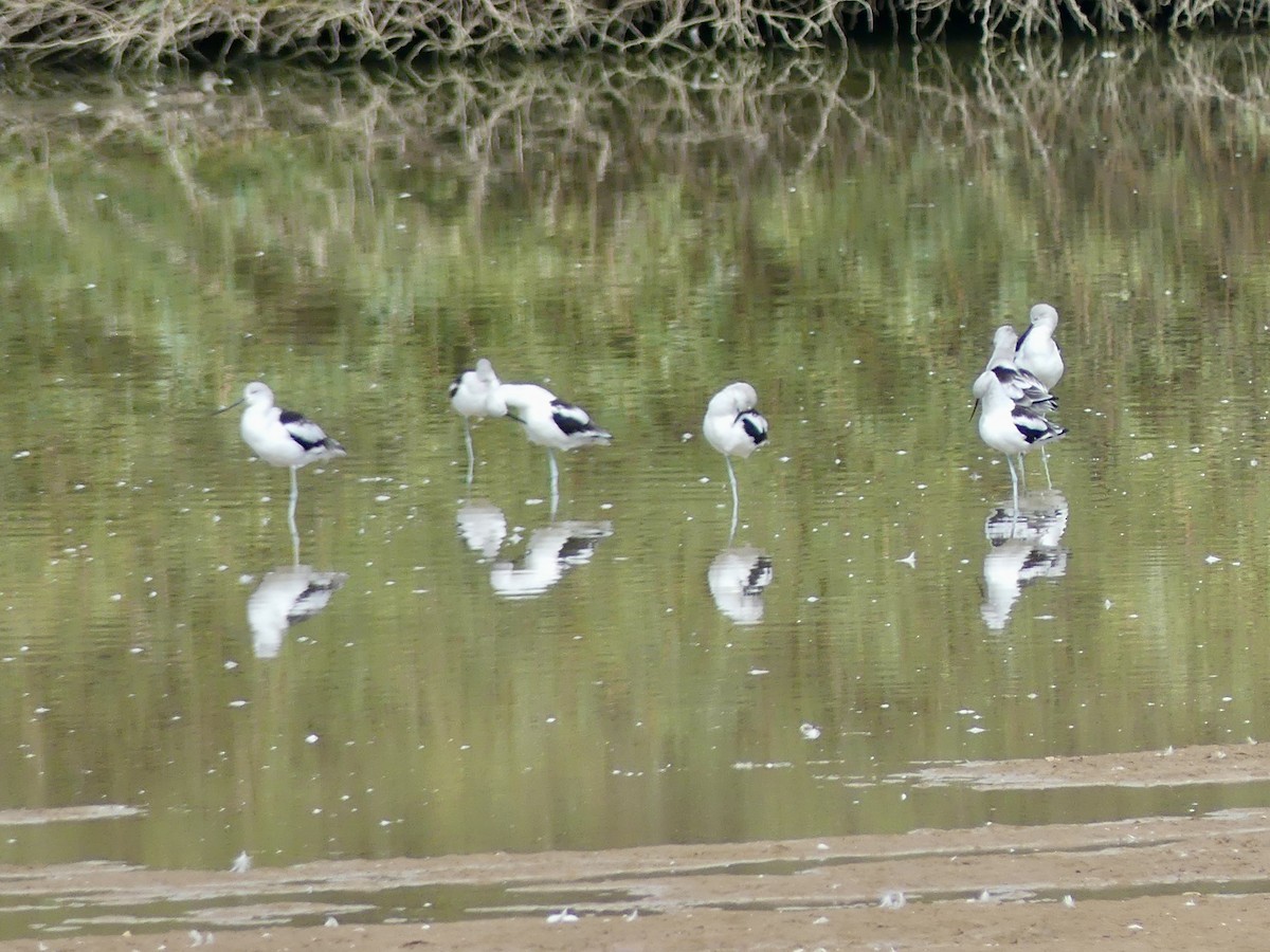 Avoceta Americana - ML643557412