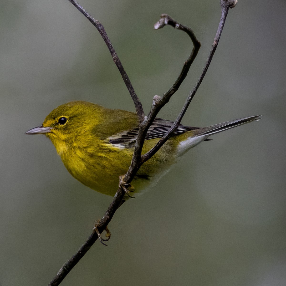 furuparula - ML643557420