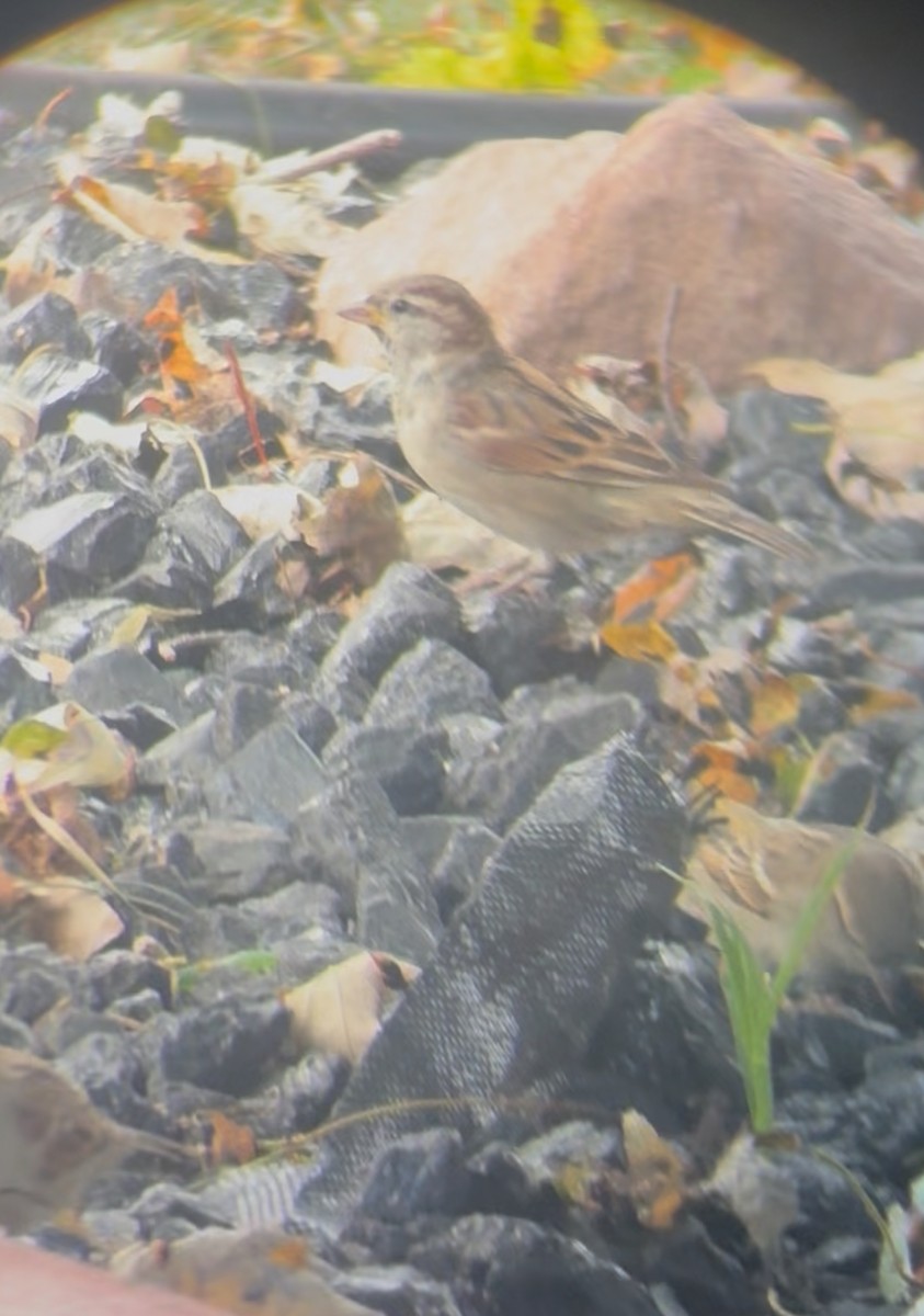 House Sparrow - ML643557424