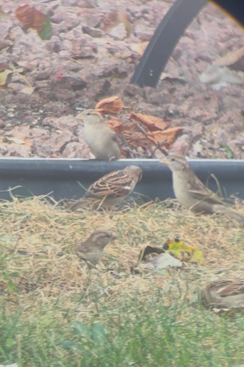 House Sparrow - ML643557425