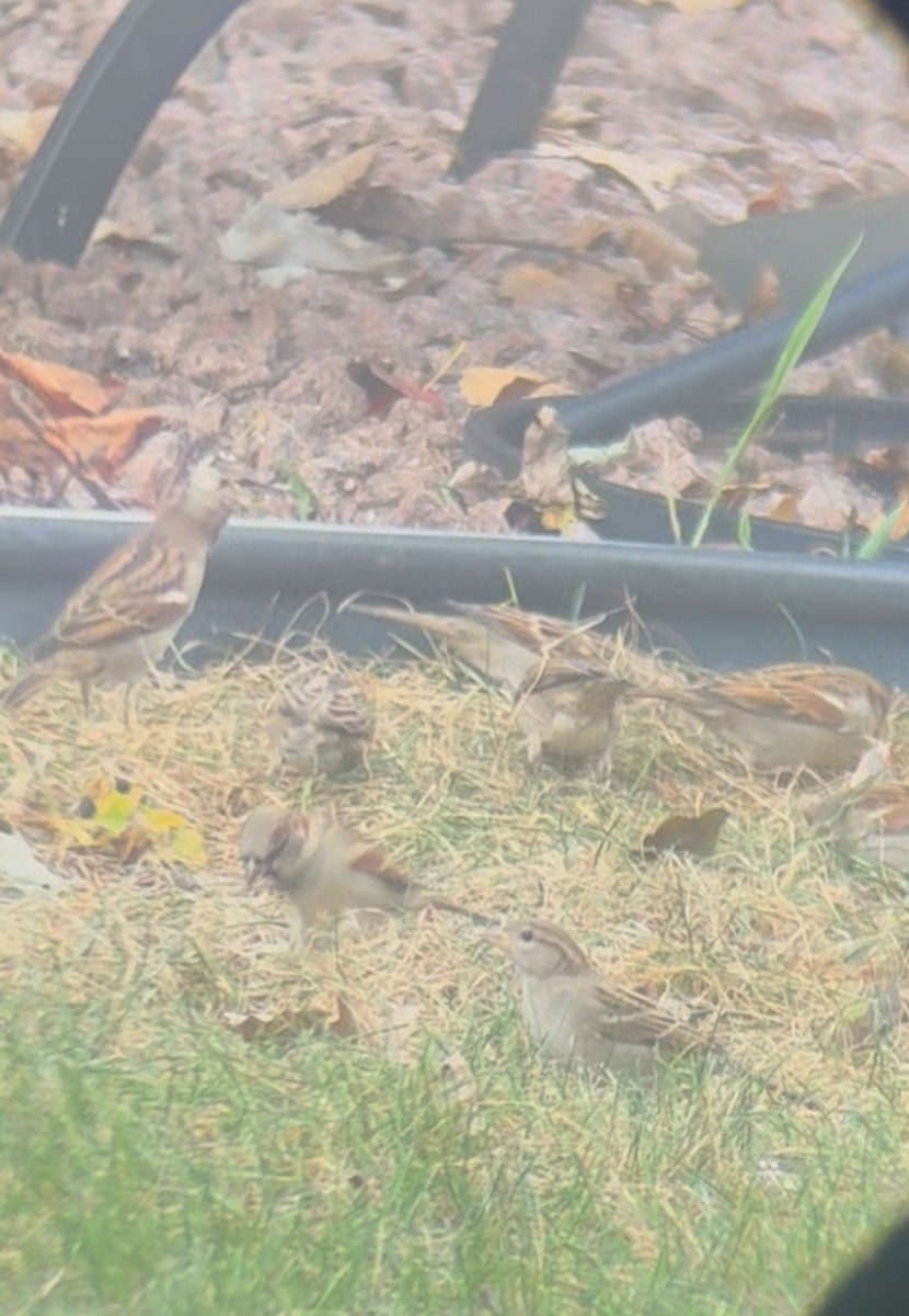House Sparrow - ML643557427