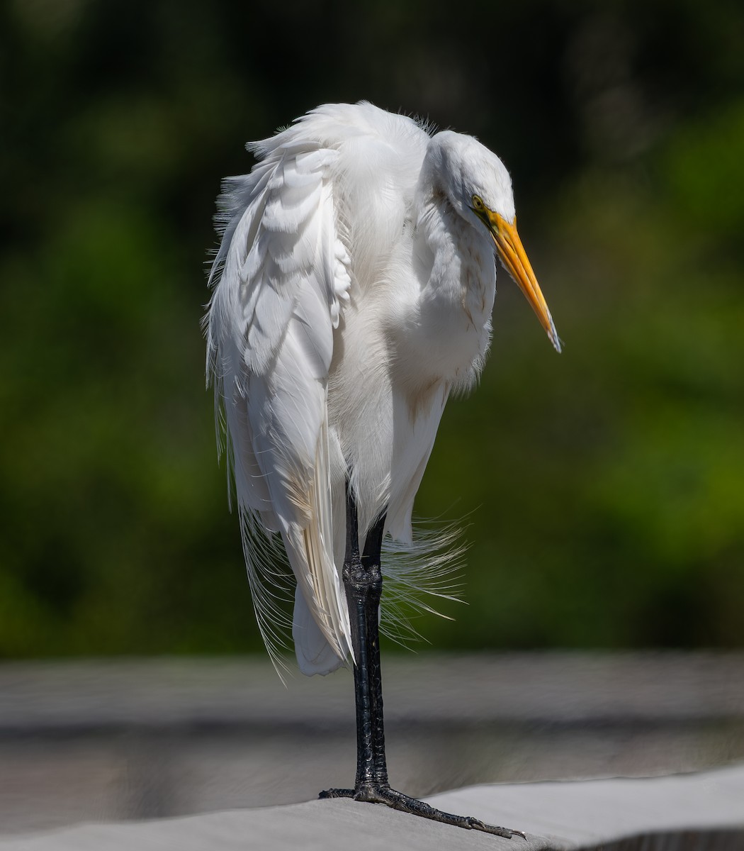 Great Egret - ML643557431