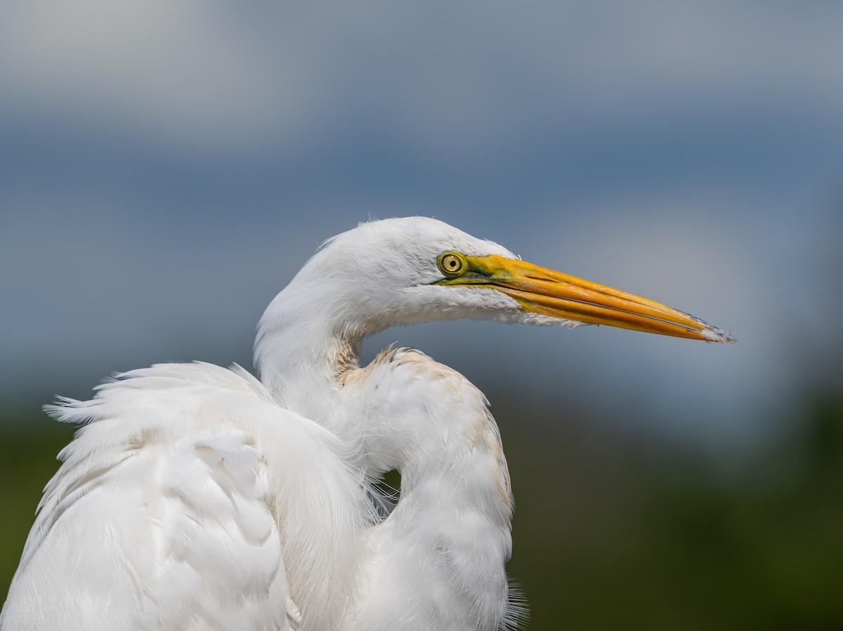 Great Egret - ML643557432