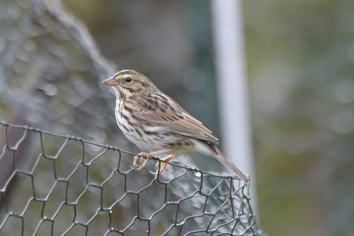 Savannah Sparrow - ML643557433