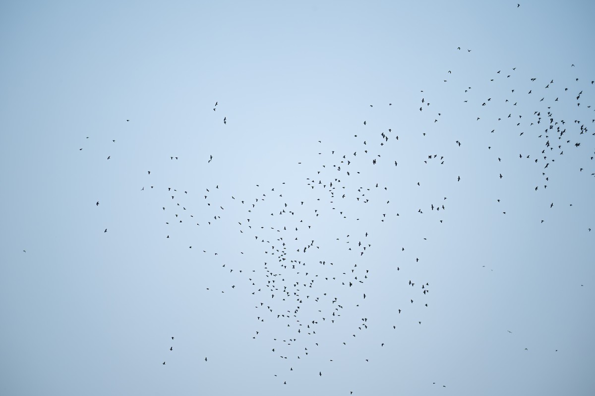 Cobalt-winged Parakeet - ML643557435